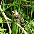 auf der Vogelinsel 3