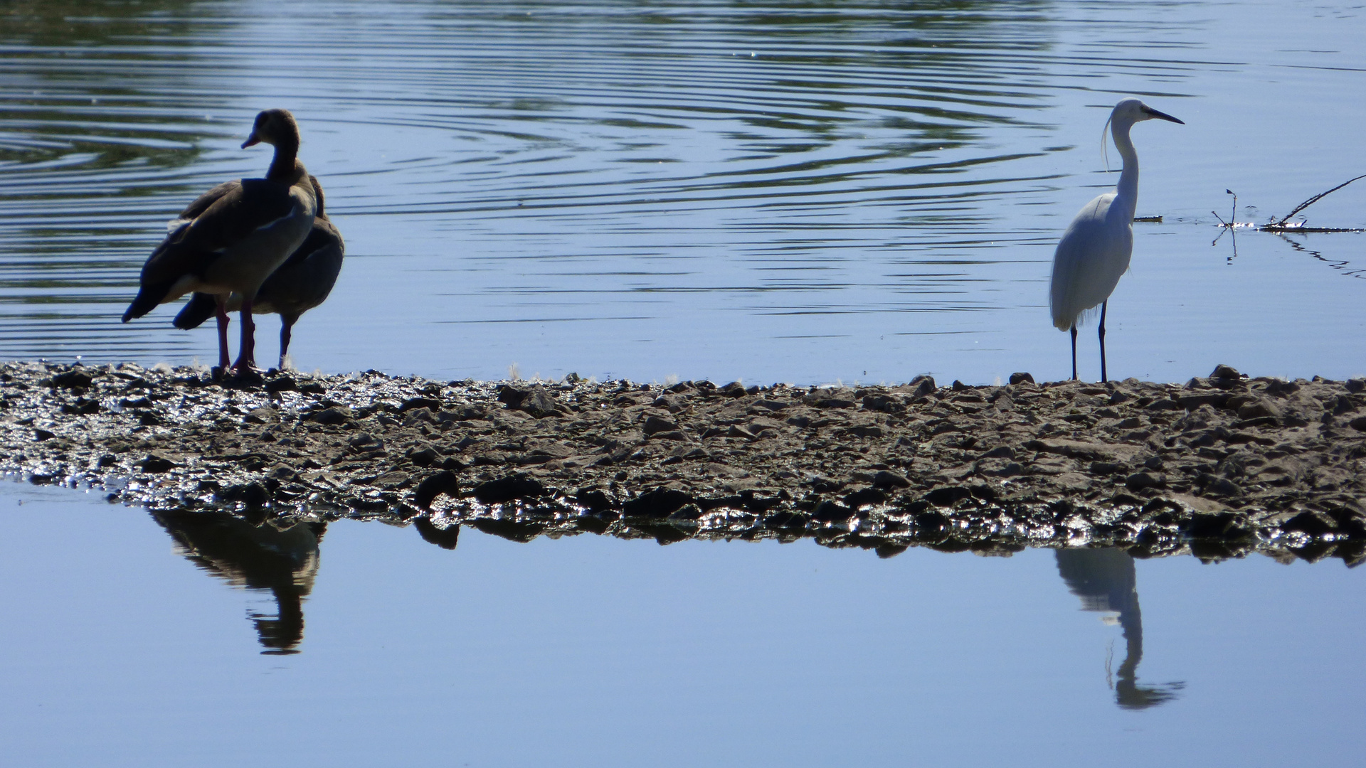 auf der Vogelinsel 