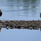 auf der Vogelinsel 