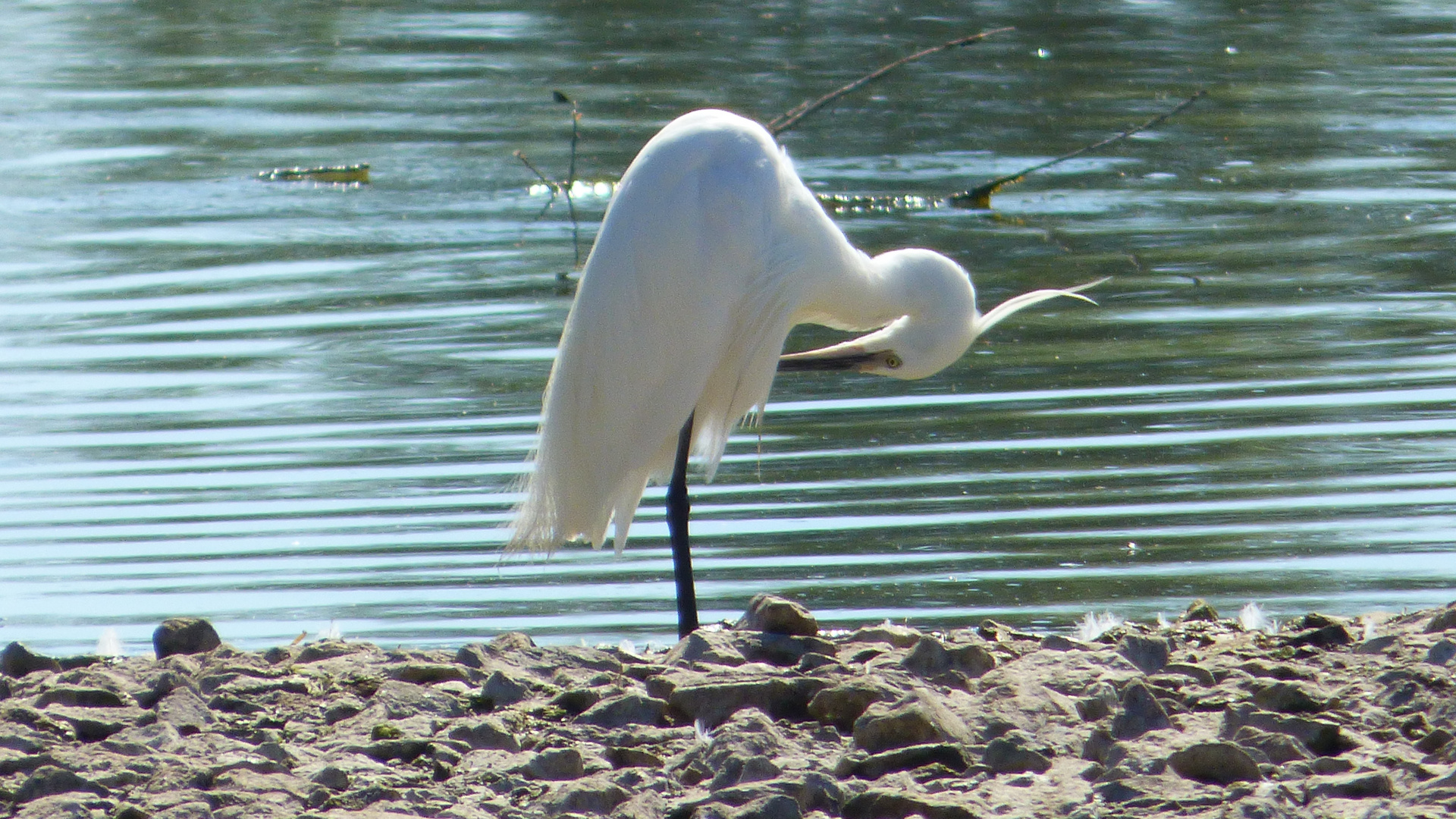 auf der Vogelinsel 