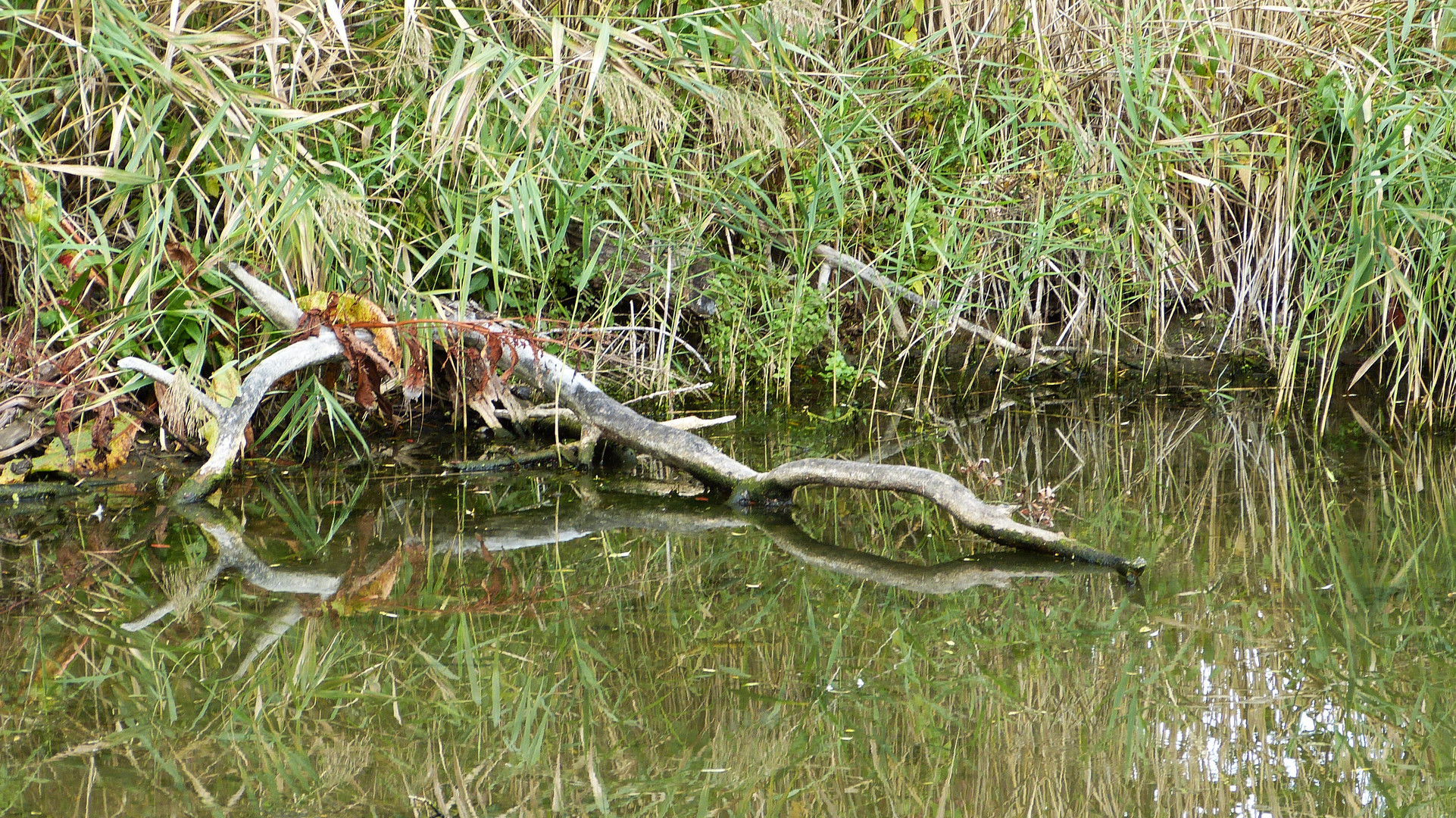 auf der Vogelinsel  