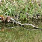 auf der Vogelinsel  