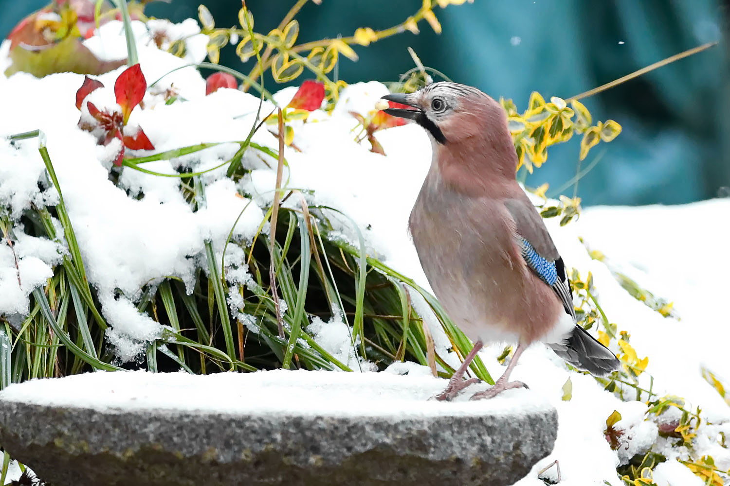 auf der Vogeltränke im Garten