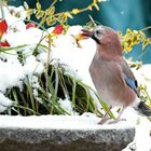 auf der Vogeltränke im Garten