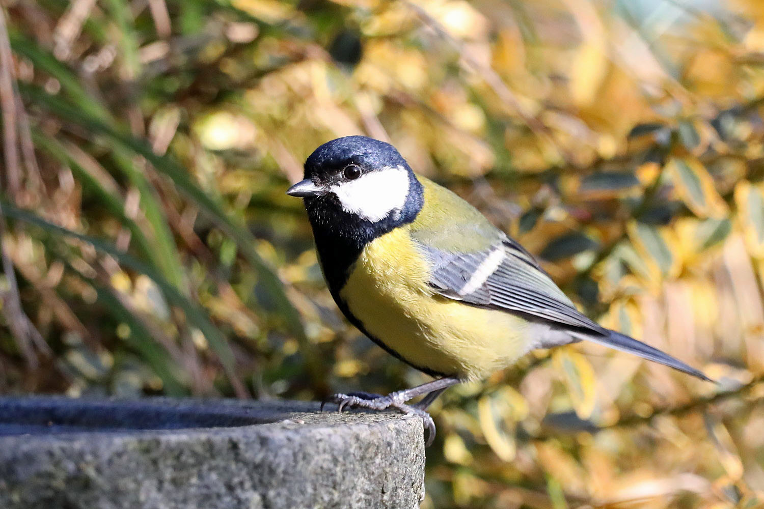 auf der Vogeltränke im Garten