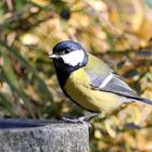 auf der Vogeltränke im Garten