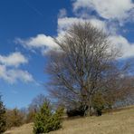 Auf der Wacholderheide