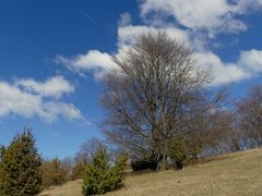 Auf der Wacholderheide