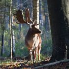 Auf der Waldlichtung