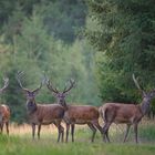 Auf der Waldschneise