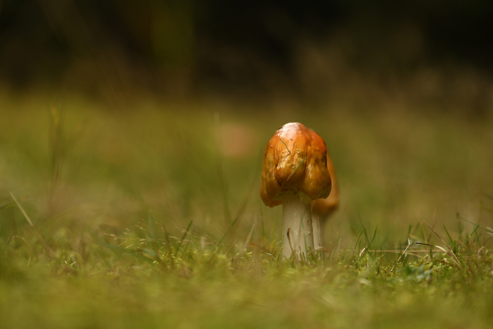 Auf der Waldwiese ...