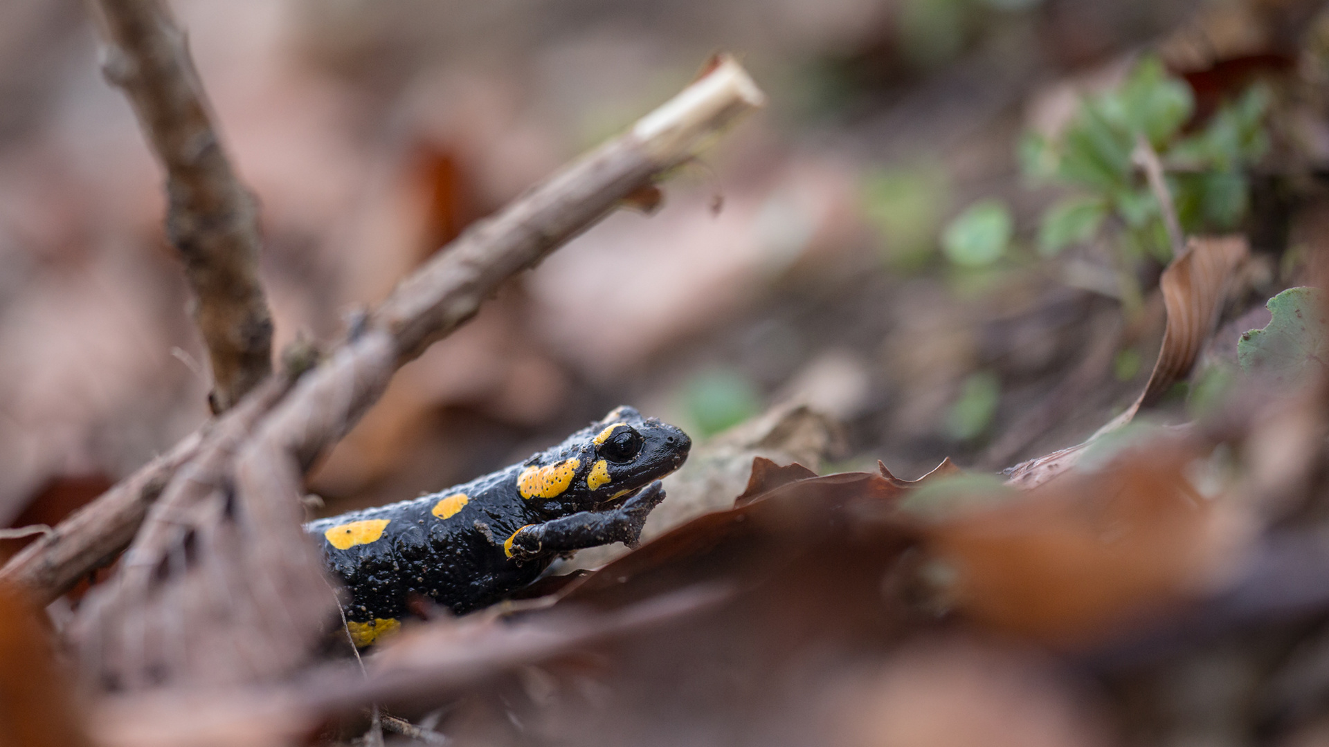 Auf der Wanderung