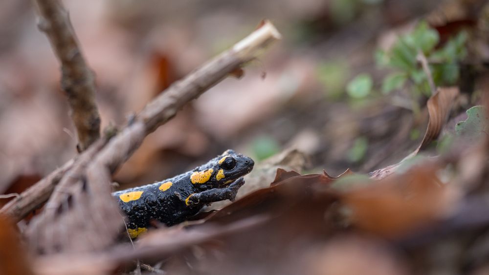 Auf der Wanderung