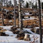 auf der Wanderung zum kleinen Arber 2014