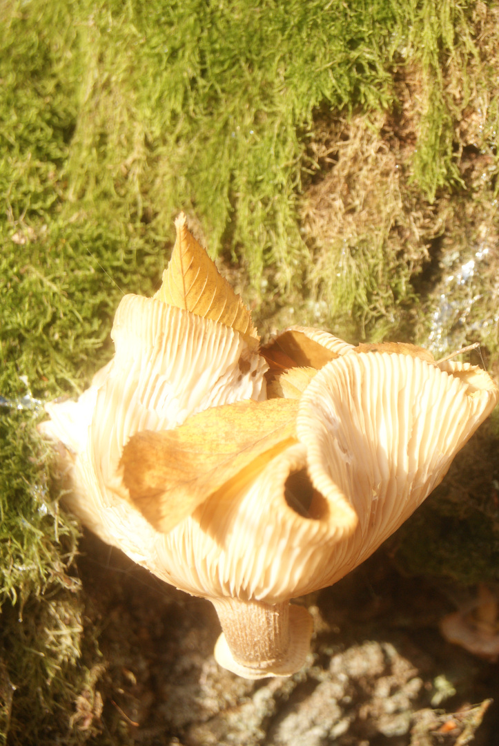 Auf der Wartburg Wanderung ein Pilz