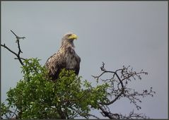 Auf der Warte am Fluss