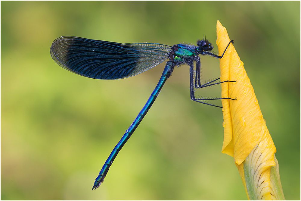 Auf der Wasserlilie