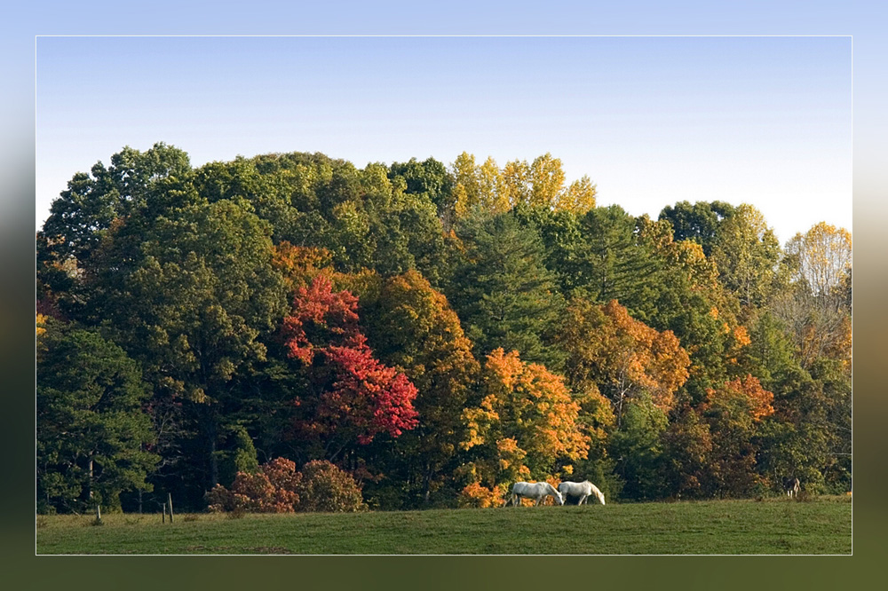 Auf der Weide