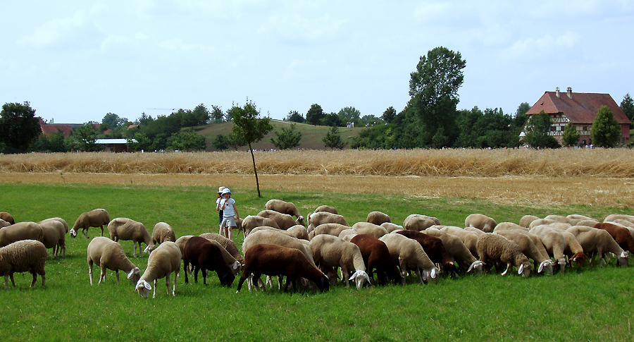 Auf der Weide