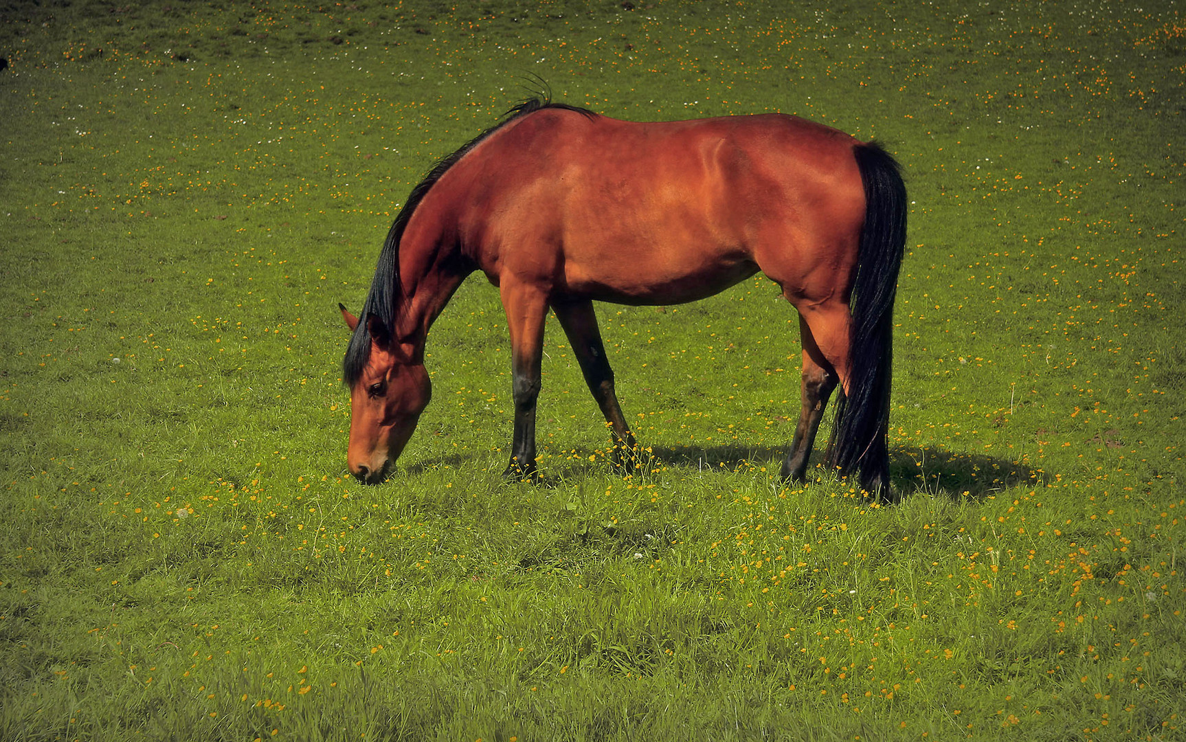 Auf der Weide