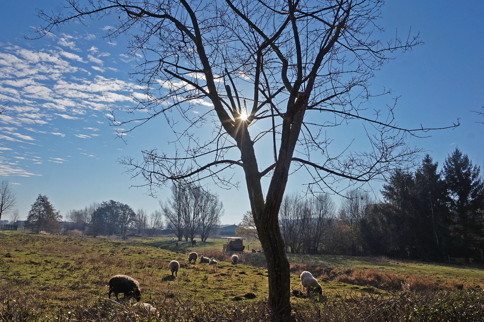 Auf der Weide 2