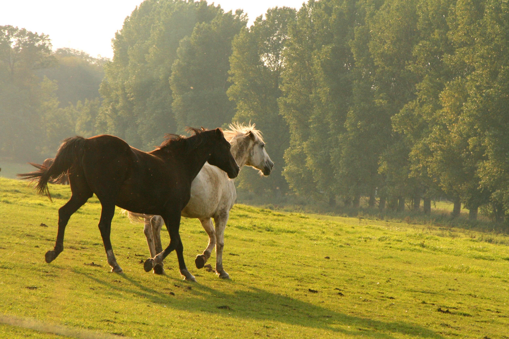 auf der Weide