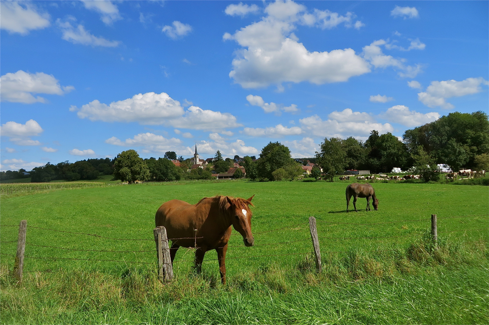 ... auf der Weide !!!...