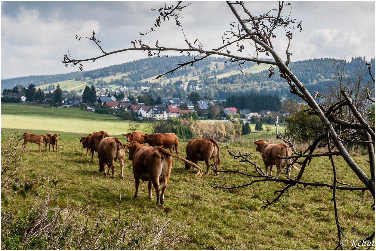 Auf der Weide