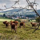 Auf der Weide