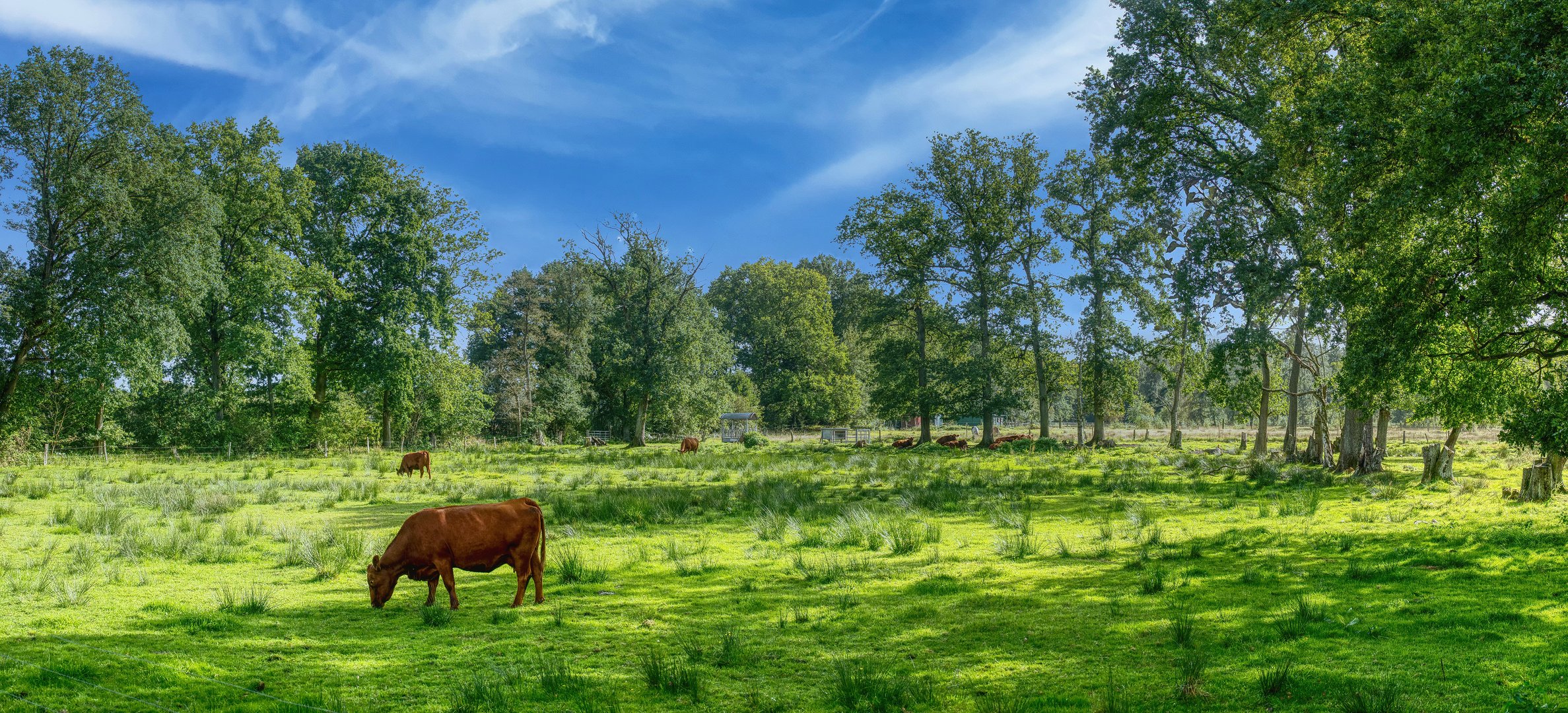 Auf der Weide