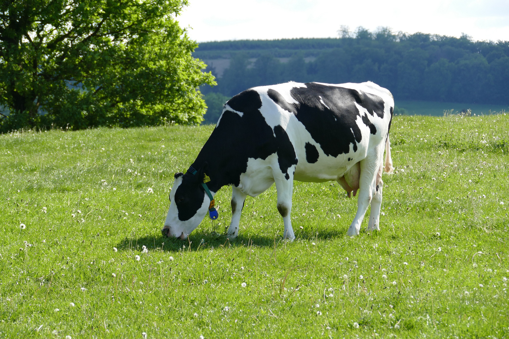 Auf der Weide