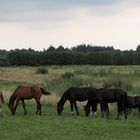 auf der Weide ...