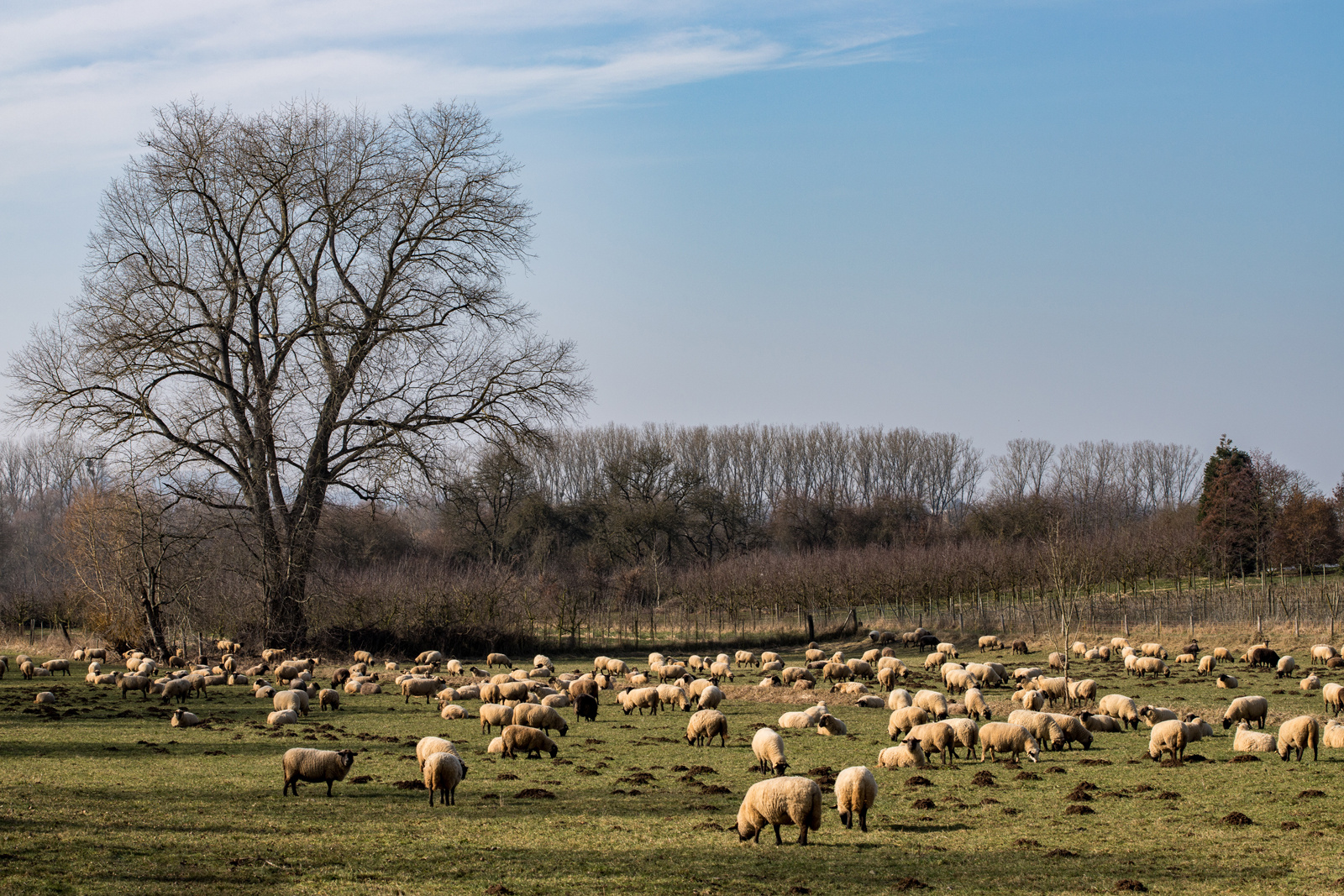 Auf der Weide Foto & Bild tiere, haustiere, landschaft Bilder auf