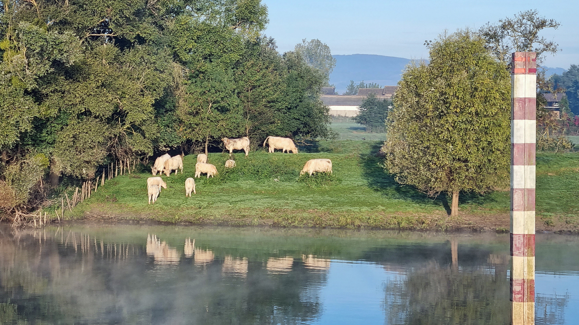 auf der Weide