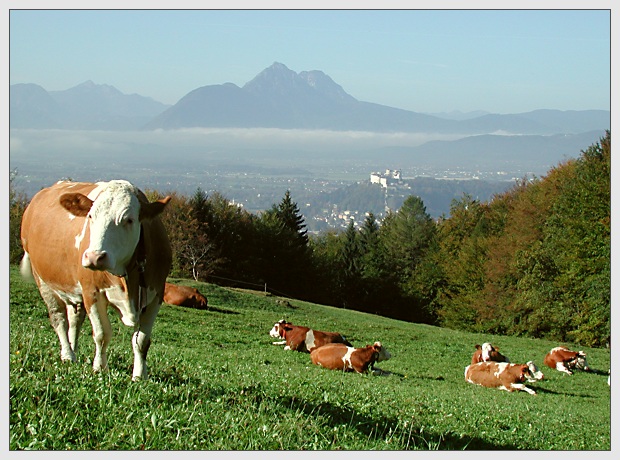 Auf der Weide