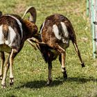 Auf der Weide :: anrempeln