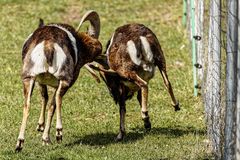 Auf der Weide :: anrempeln