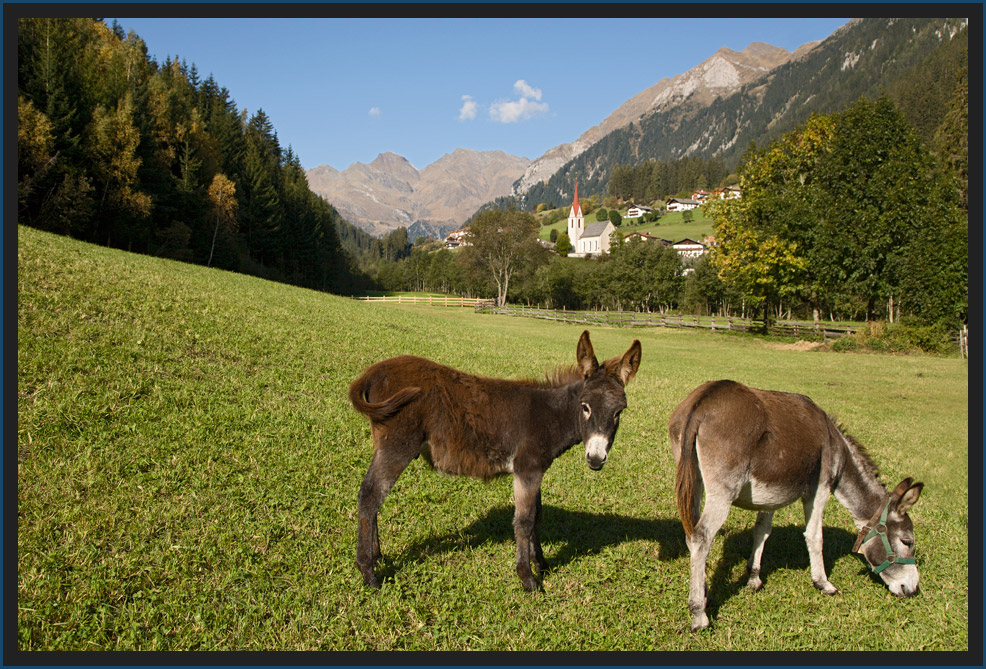 ~Auf der Weide~