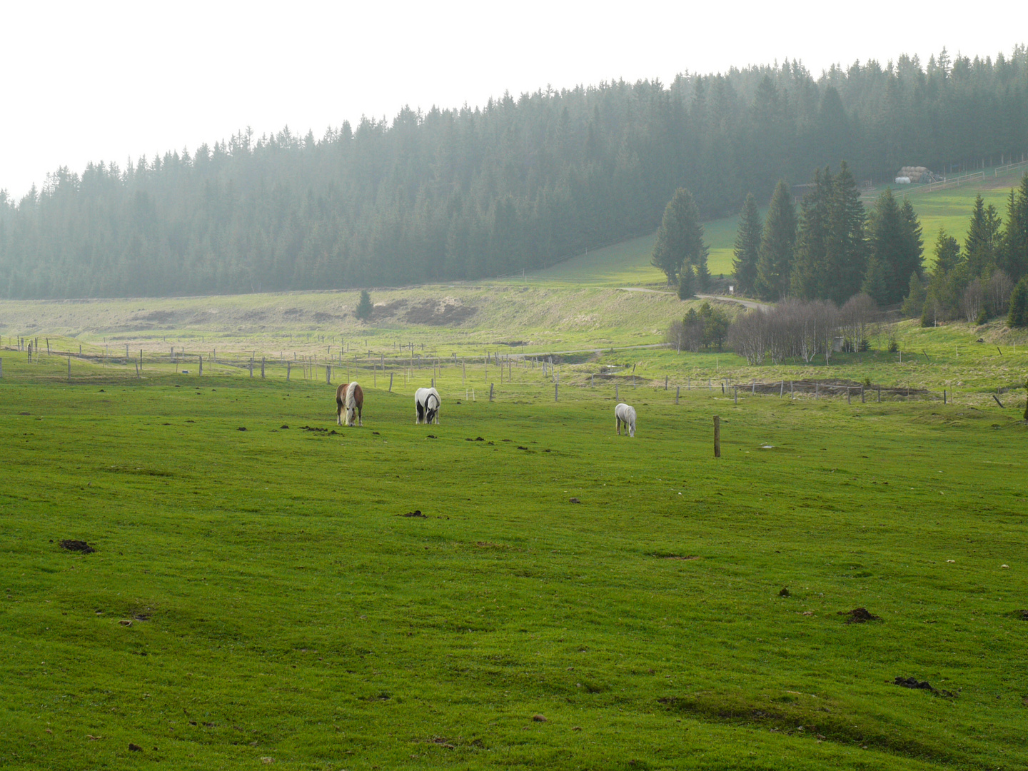 auf der Weide bei Horska Kvilda