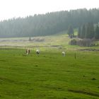 auf der Weide bei Horska Kvilda