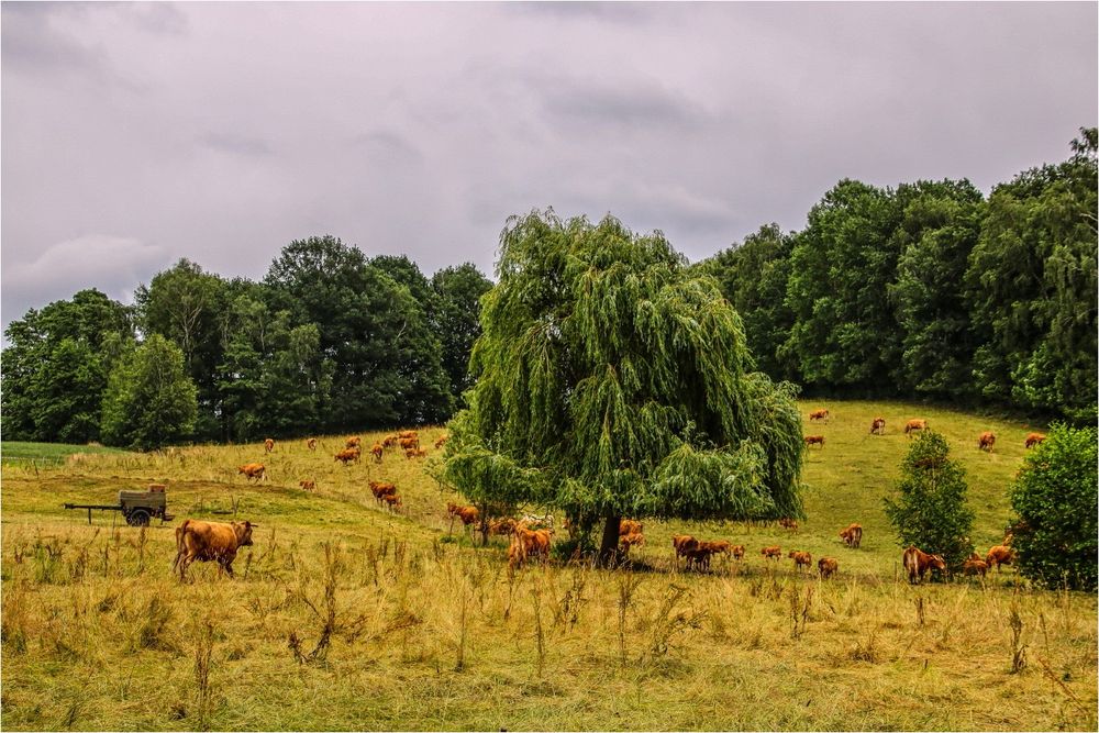 Auf der Weide Foto & Bild art, world, spezial Bilder auf