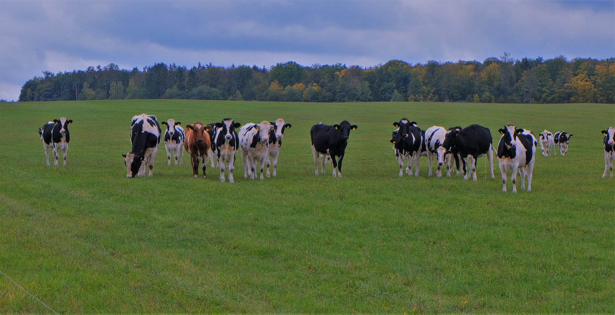 auf der Weide (en el pasto)