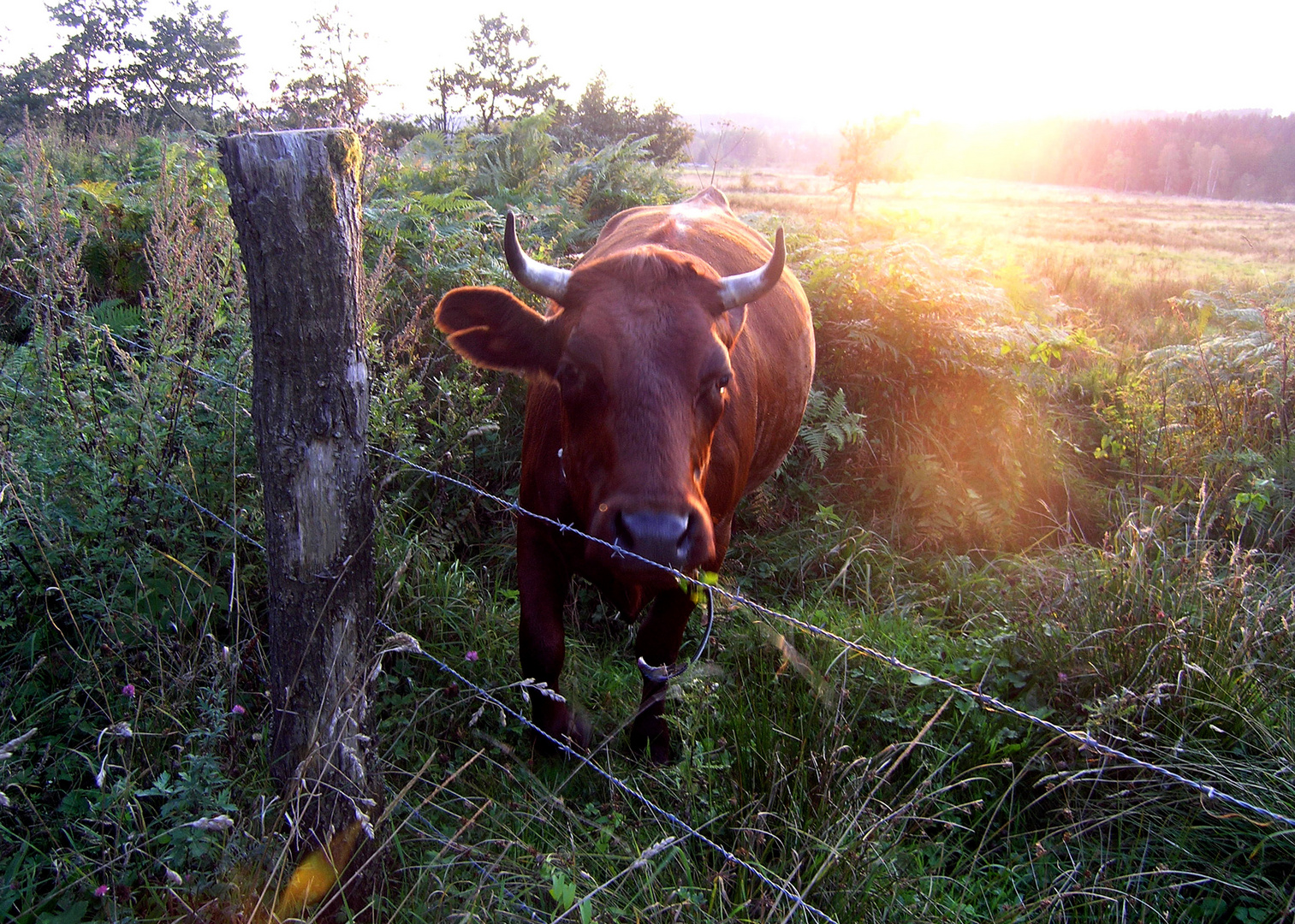 Auf der Weide im Abendlicht