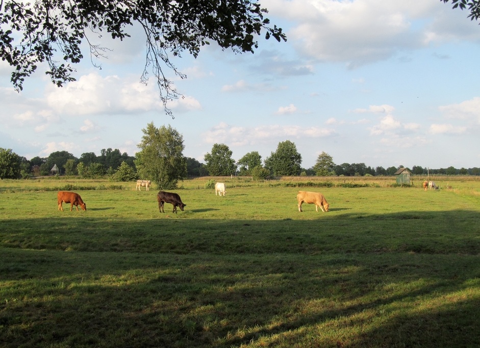 auf der Weide im Moor .............