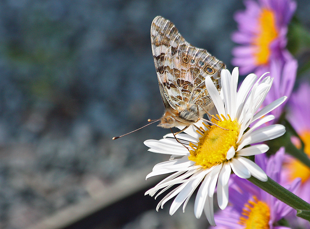 Auf der weißen Alpenaster ein feines Plätzchen für den Distelfalter- Vanessa cardui