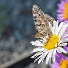 Auf der weißen Alpenaster ein feines Plätzchen für den Distelfalter- Vanessa cardui