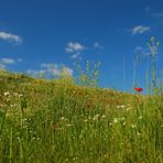 Auf der Wiese