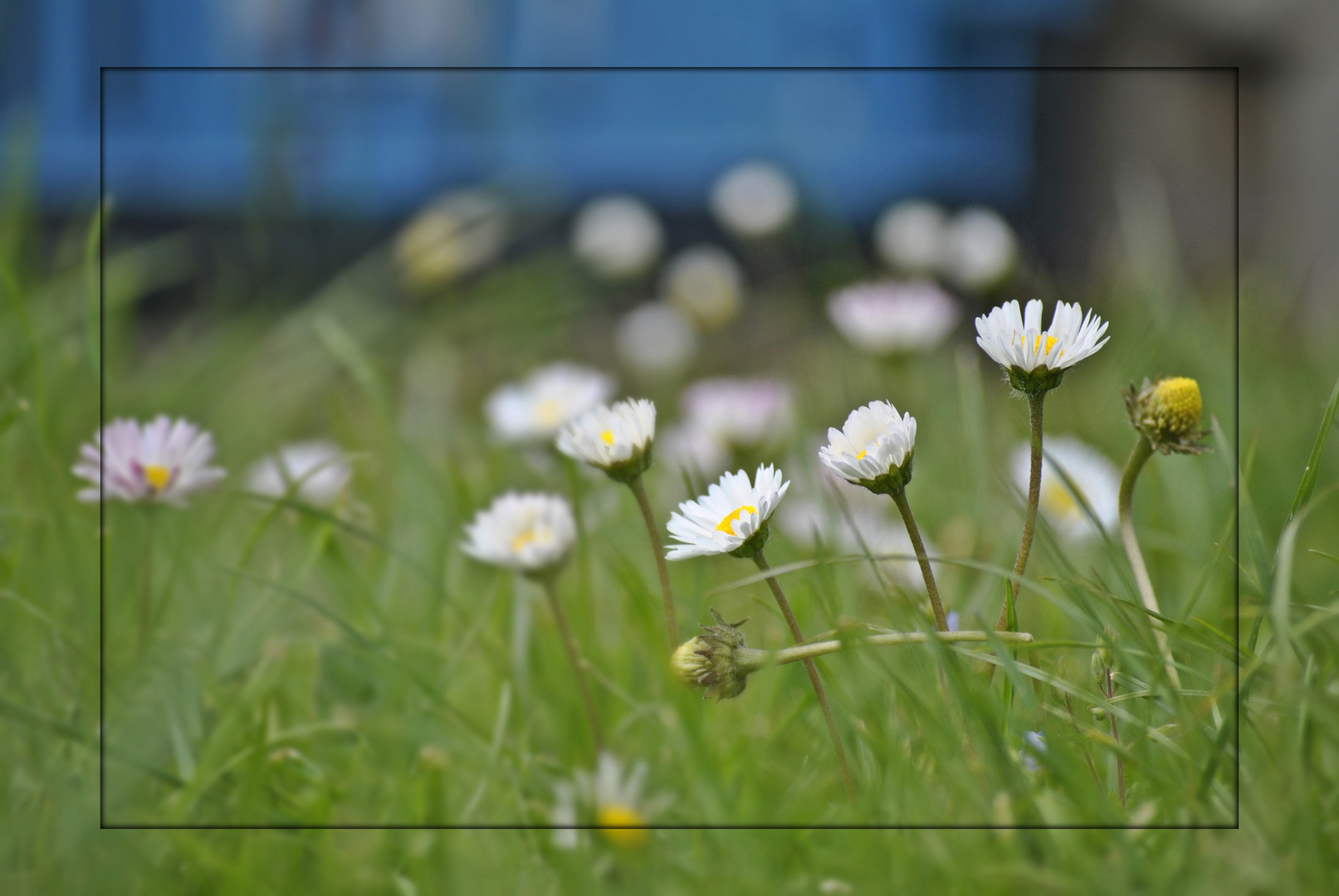 Auf der Wiese