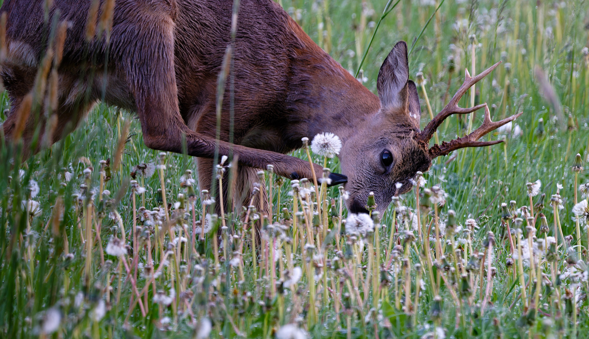 Auf der Wiese 1