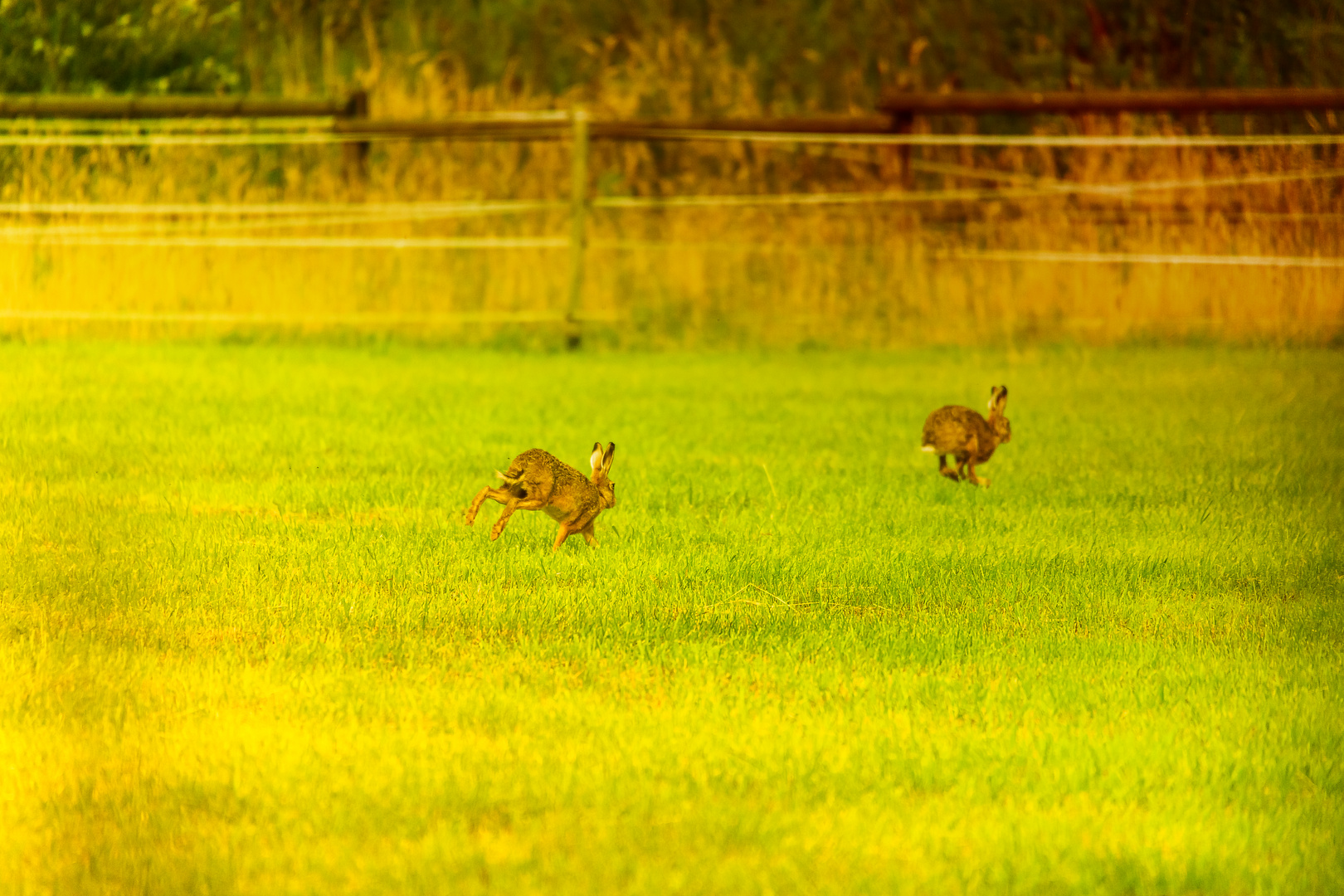 Auf der Wiese